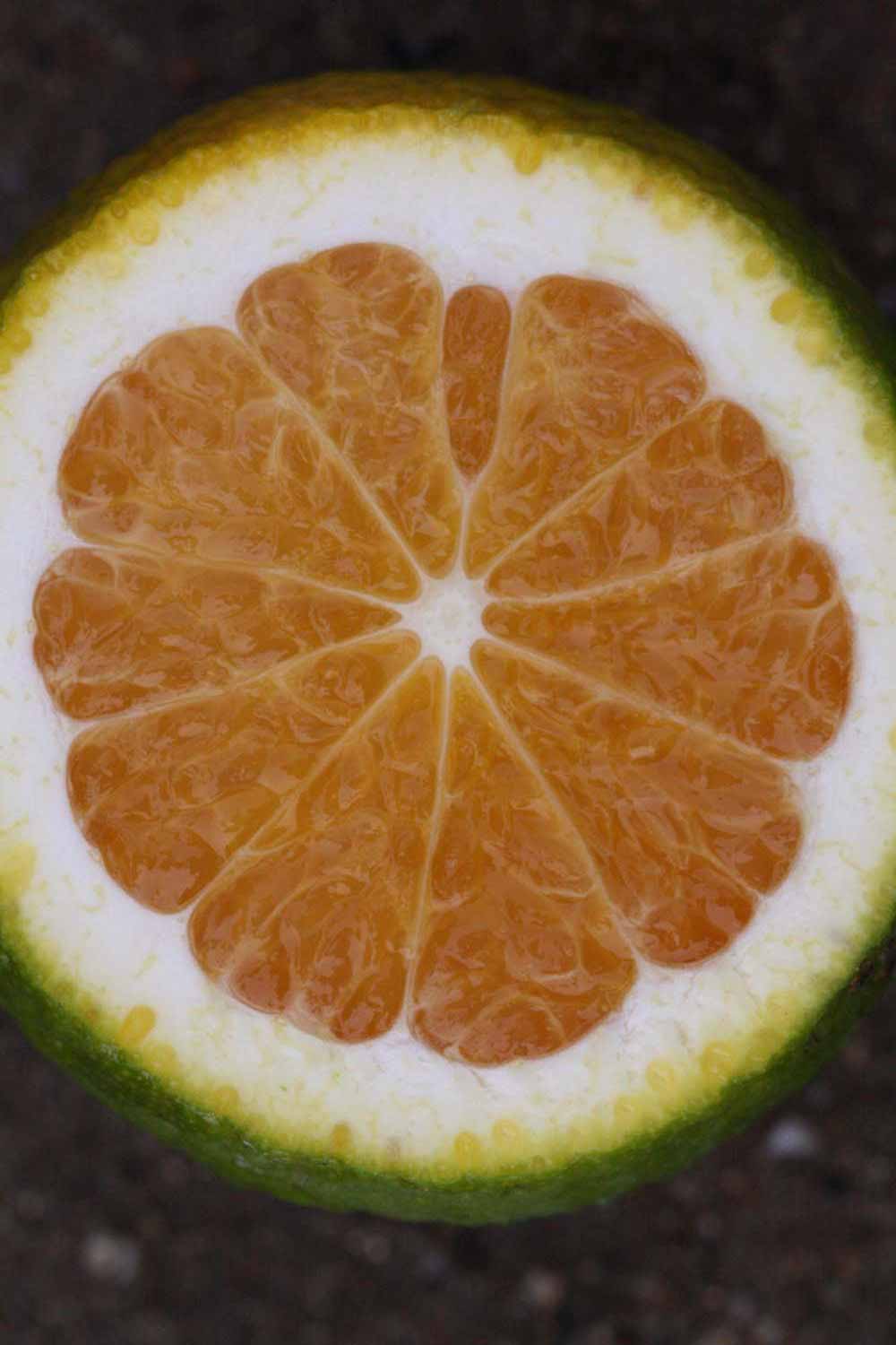              Fruit cross-section (Riverside, CA)       